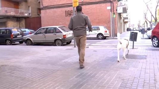 Cómo pasear un perro correctamente